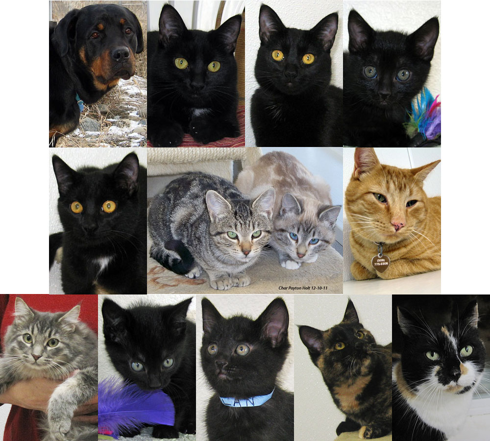 01-14-12 adopted pets 13 adopted pets who went home 1-14-12