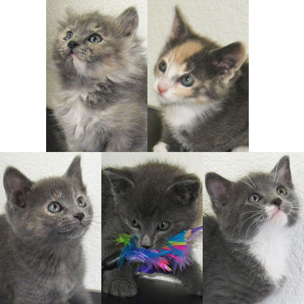 Kittens for adoption 4-6-12