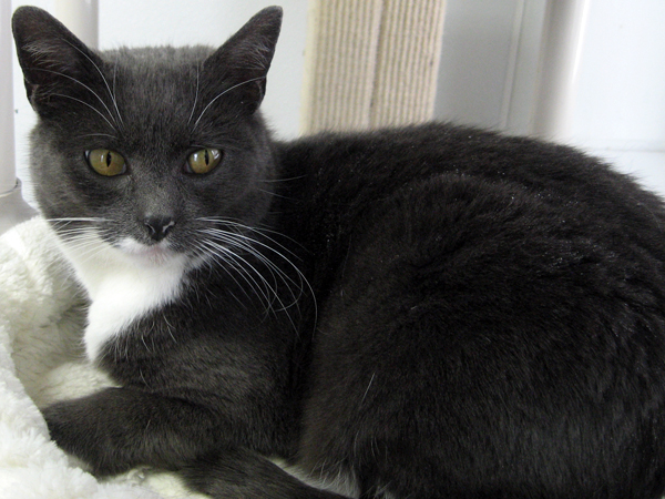 Kittiwake grey and white tuxedo domestic short haired