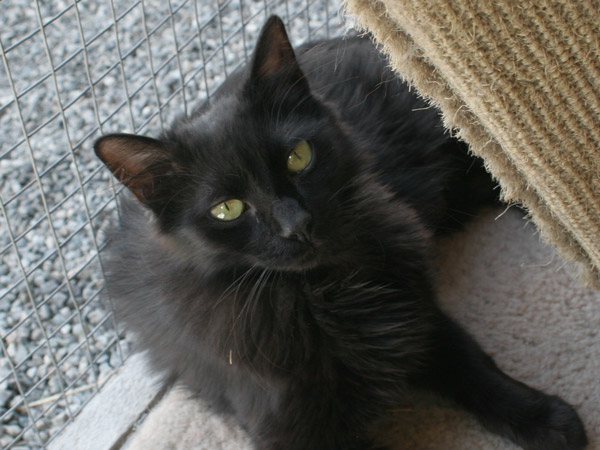 Molasses Domestic Longhaired Black Cat For Adoption At Forget Me