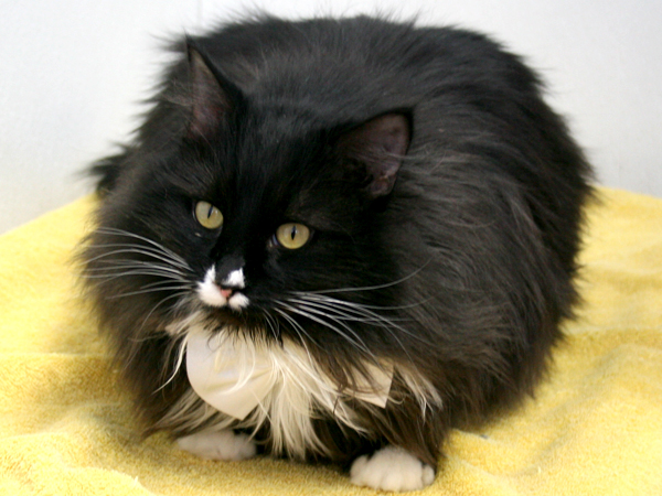 Parmesan Extra Large Black And White Tuxedo Longhaired Cat For
