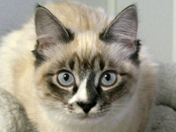 Rosie Domestic Medium Haired Siamese Tabby Mix Cat For Adoption