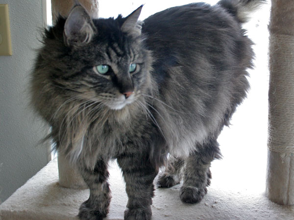 Oliver Domestic Long Haired Maine Coon Mix Cat For Adoption At
