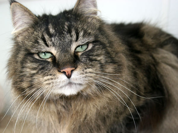 Oliver Domestic Long Haired Maine Coon Mix Cat For Adoption At
