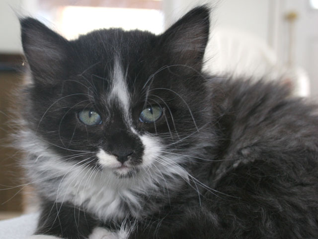 Ferry Cat For Adoption At Forget Me Not Animal Shelter Of Ferry