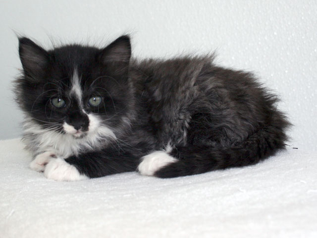 Ferry Cat For Adoption At Forget Me Not Animal Shelter Of Ferry