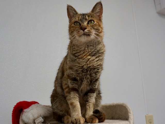 Bristol - cat for adoption at Forget Me Not Animal Shelter of Ferry County