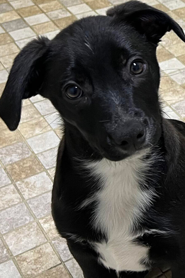 Dogs for adoption at Forget Me Not Animal Shelter of Ferry County