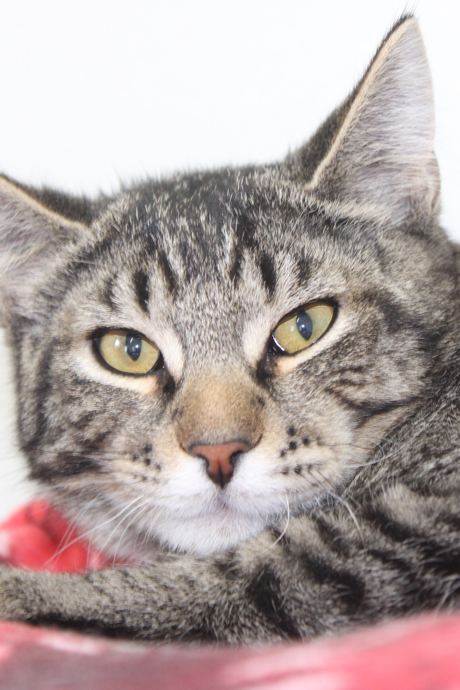 Cats For Adoption At Forget Me Not Animal Shelter Of Ferry County