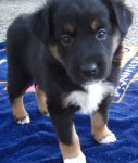 New adoptable dog: Sinead the blind Border Collie/Irish Setter leMutte