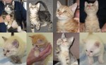 New adoptable cats: Yokozawa and Honshu the Siamese mixes and Cavil, Kara, Cowell, Abdula, Bowersox, and Jackson