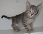Cat adoptable since July 2, 2010: Agathon