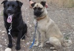 Dogs adoptable since September 8th, 2010: Bear the Labrador Retriever mix and Luna the Pug mix