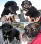 New adoptable dogs: Fianna, Brannagh, Enya, and Rhianna the Border Collie/Irish Setter leMuttes
