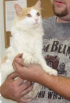 Cat adoptable since July 27, 2010: Cupid
