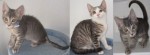 Cats adoptable since June 21, 2010: Simon, Cally, and Adama