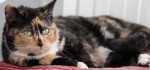 Featured Adoptable Cat: Juno