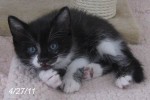 Adoptable Kitten: MELVIN