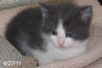 Adoptable kitten: SILVERLIGHT