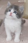 Adoptable kitten: SHERLOCK
