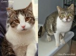New adoptable cats: JUPITER and MINERVA