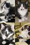New Adoptable Pets: our “A” Kittens!