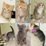 New adoptable pets: Our “B” Kittens