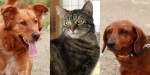Look who went home this week: Hoss, Maia, and Sloane!