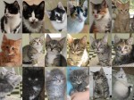 Look who went home this week, part 2: CATS!