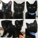 New adoptable pets: Phoebe and the Kittens!