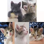New adoptable cats: Peanut’s Kittens!
