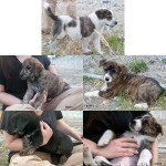 New Adoptable Puppies! Rocky, Eddy, FiFi, CeeCee and GeeGee