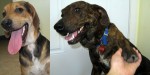 New adoptable dogs: Brutus and Bella