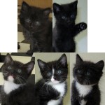 New adoptable kittens: The “C” Group