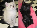 New adoptable kittens: Suzuki and Bellavista