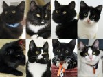 Black Tie Special – discounted adoption fees for cats in “formal wear”