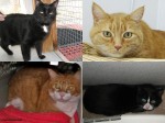 4 special adoptable cats, need very special cat-lovers. Donation Optional!