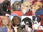 Newly adoptable puppies: The Toy Story Litter