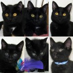 New adoptable cats: 6, all black, from 1 home!