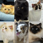 New adoptable pets: Adelie, Albatross, Acorn, Akiko, Tamarack, Azumi