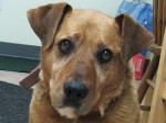 New adoptable dog: BROWNIE
