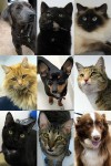 03-17-12-adoptees