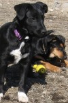 New adoptable pets: DAISY and ROSIE
