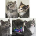 New adoptable pets: KITTENS!