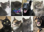 Update on recent pet adoptions 04-21-12