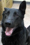 New adoptable dog: MOOSE