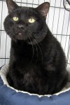New adoptable cat: Starling