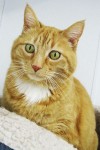 Today’s featured cat: AMBER