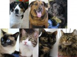 Pets adopted through 6-2-12!