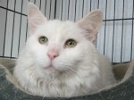 New adoptable cat: PRINCE